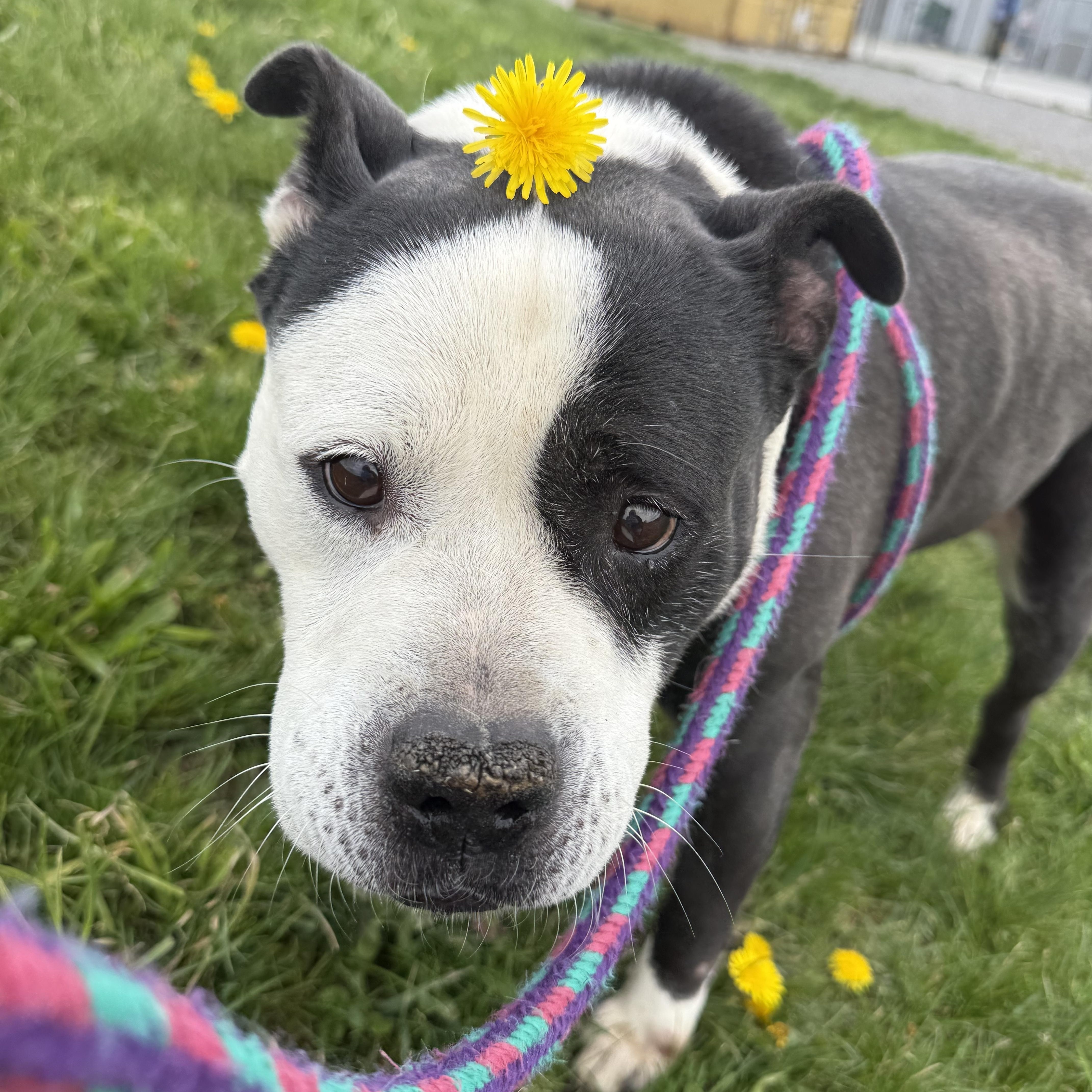 Vivianne, Adoptable, Adult Female Mixed Breed.