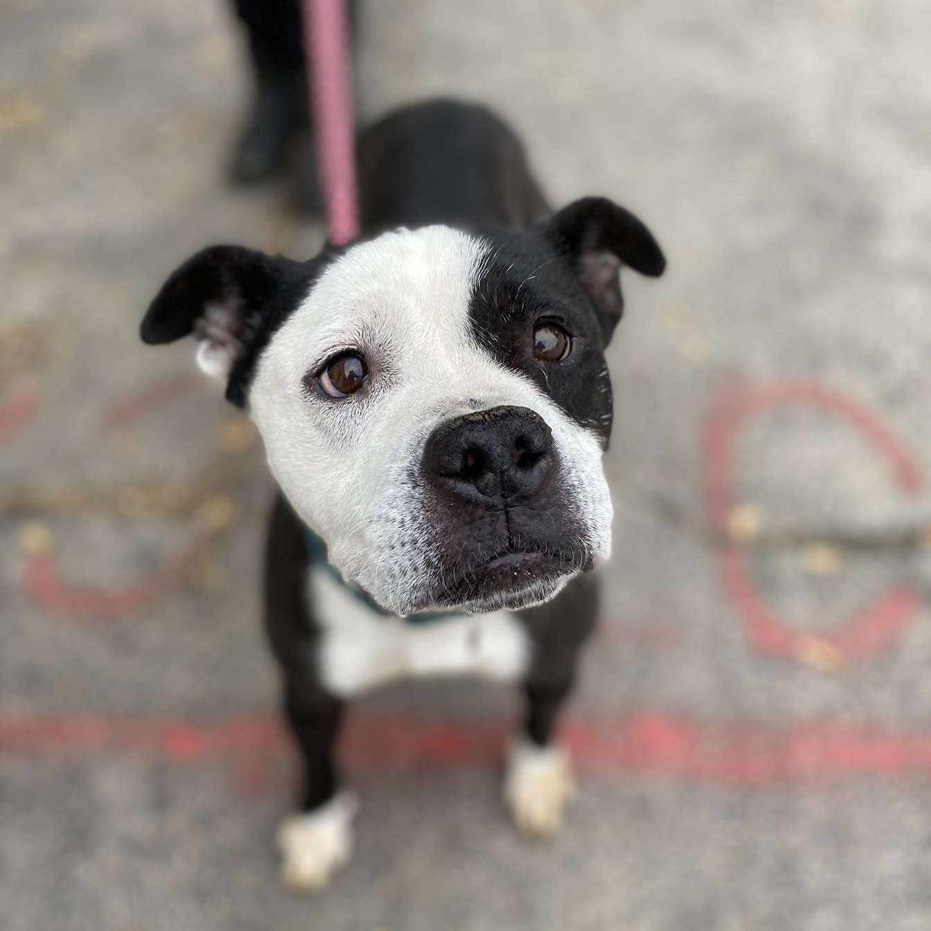 Enlarge Vivianne, a Adoptable Mixed Breed in Youngstown, OH image 6/6