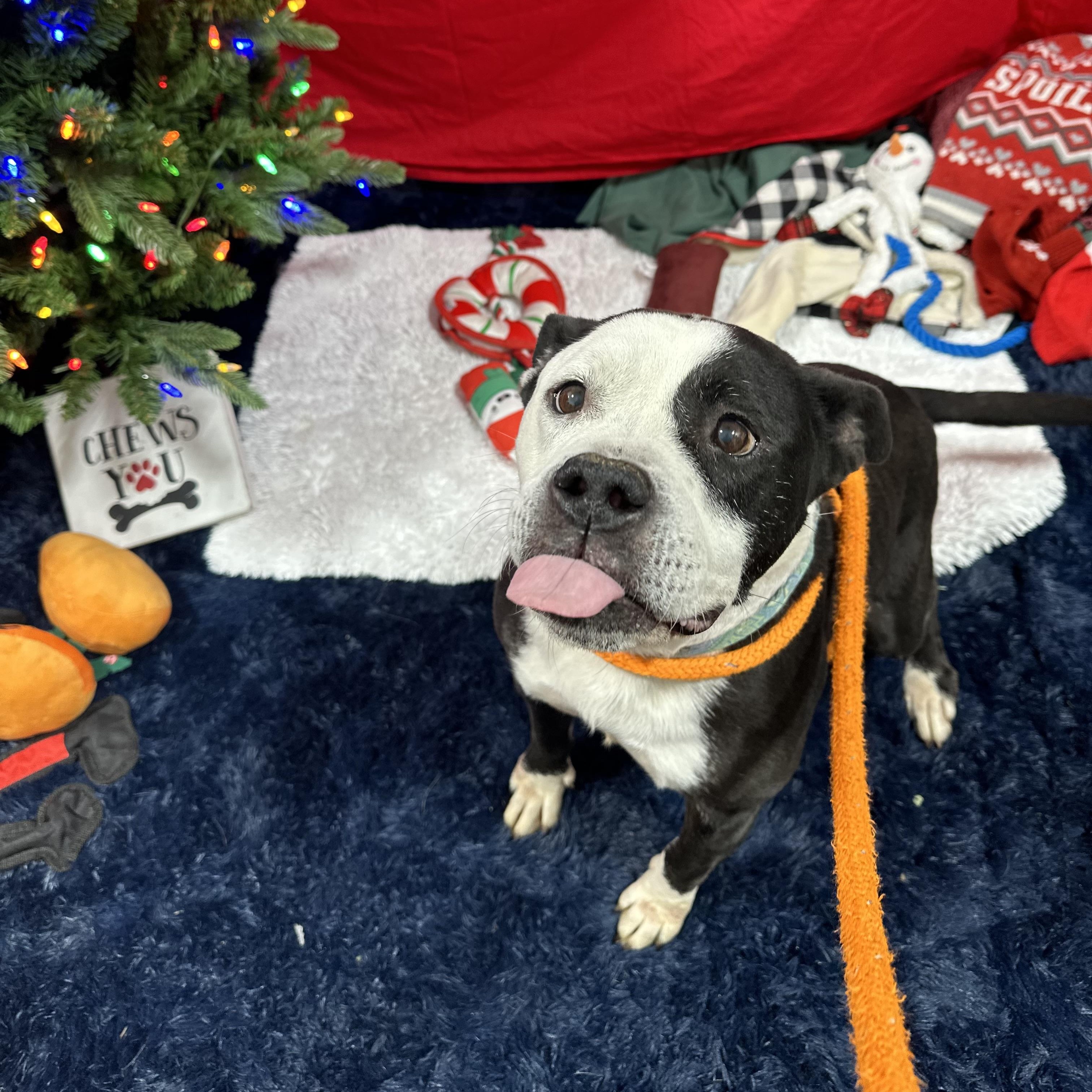 Enlarge Vivianne, a Adoptable Mixed Breed in Youngstown, OH image 3/6