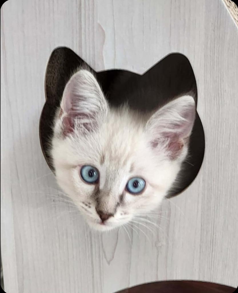 Latte, Adoptable, Kitten Female Siamese.