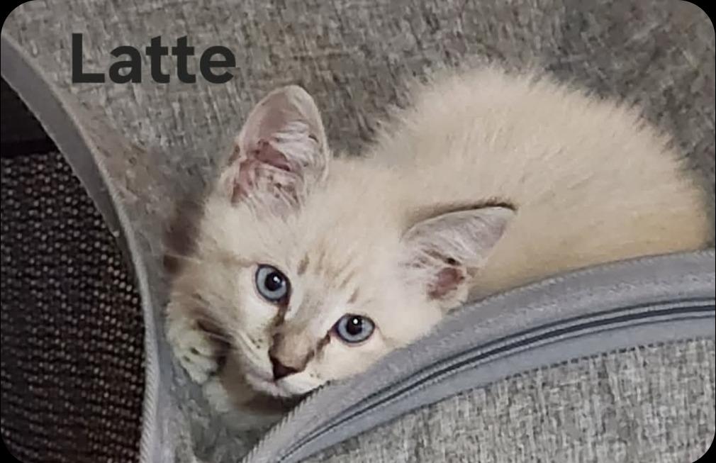 Latte, a Adoptable Siamese in San Jacinto, CA image 2/2