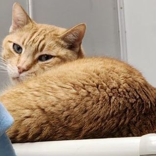 Enlarge Clint, a Adoptable Domestic Short Hair in Jackson, MO image 1/1