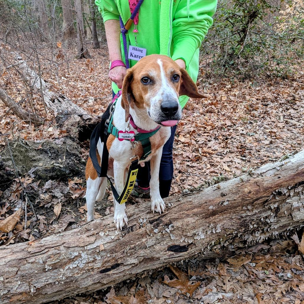 Enlarge Tammy, a Adoptable Hound in Wake Forest, NC image 1/3