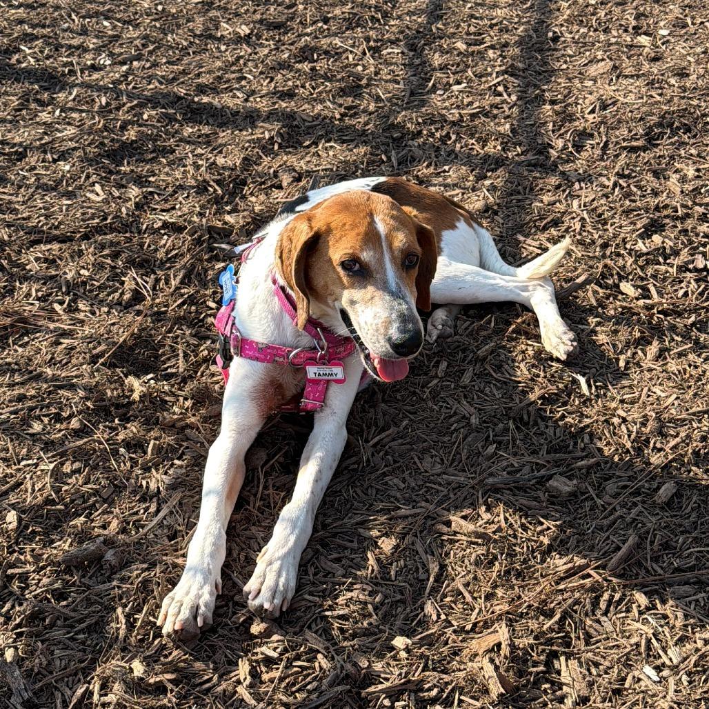 Enlarge Tammy, a Adoptable Hound in Wake Forest, NC image 2/6
