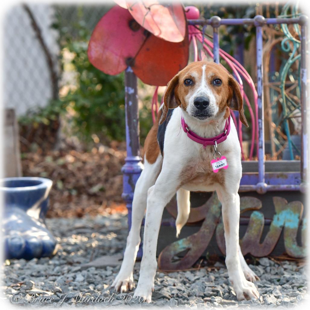 Enlarge Tammy, a Adoptable Hound in Wake Forest, NC image 2/3