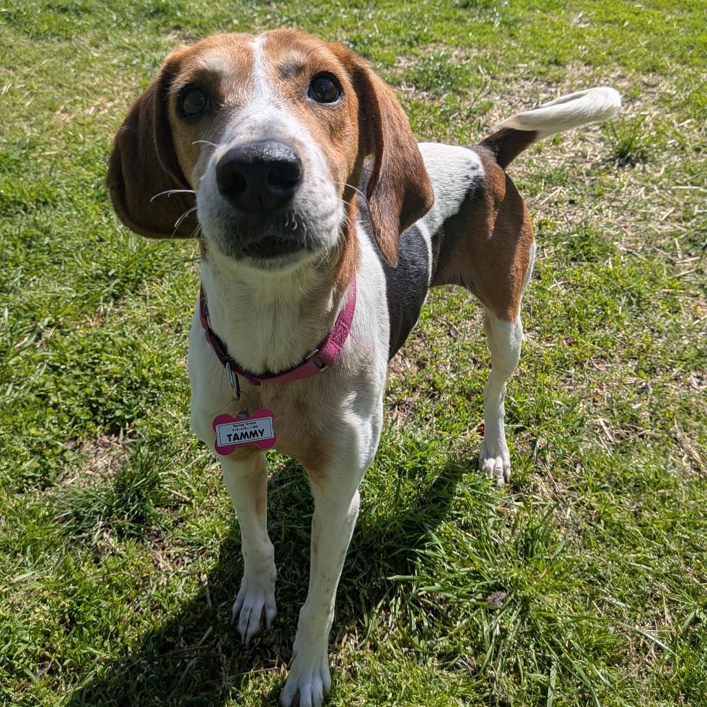 Enlarge Tammy, a Adoptable Hound in Wake Forest, NC image 4/6