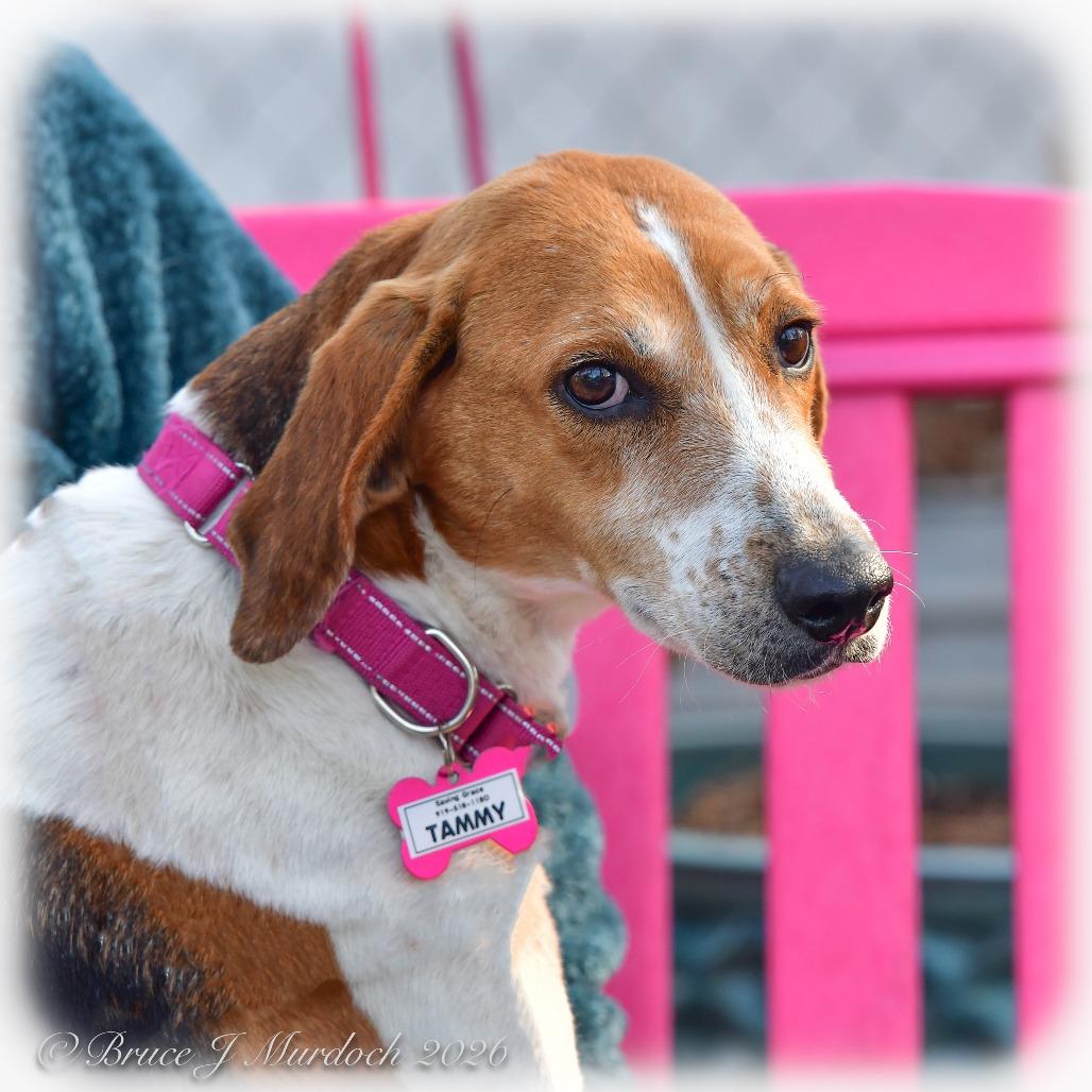 Enlarge Tammy, a Adoptable Hound in Wake Forest, NC image 3/3