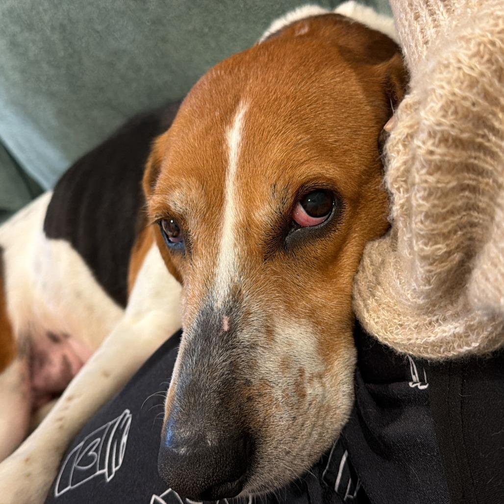 Enlarge Tammy, a Adoptable Hound in Wake Forest, NC image 6/6