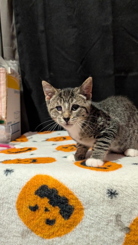 7863 Calla, Adoptable, Kitten Female Domestic Short Hair & Tabby.