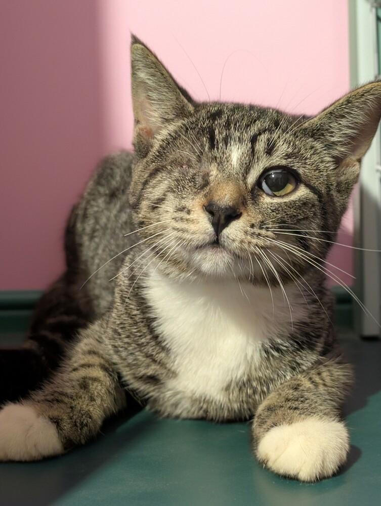 Enlarge 7863 Calla, a Adoptable mixed breed in Hartwell, GA image 2/2