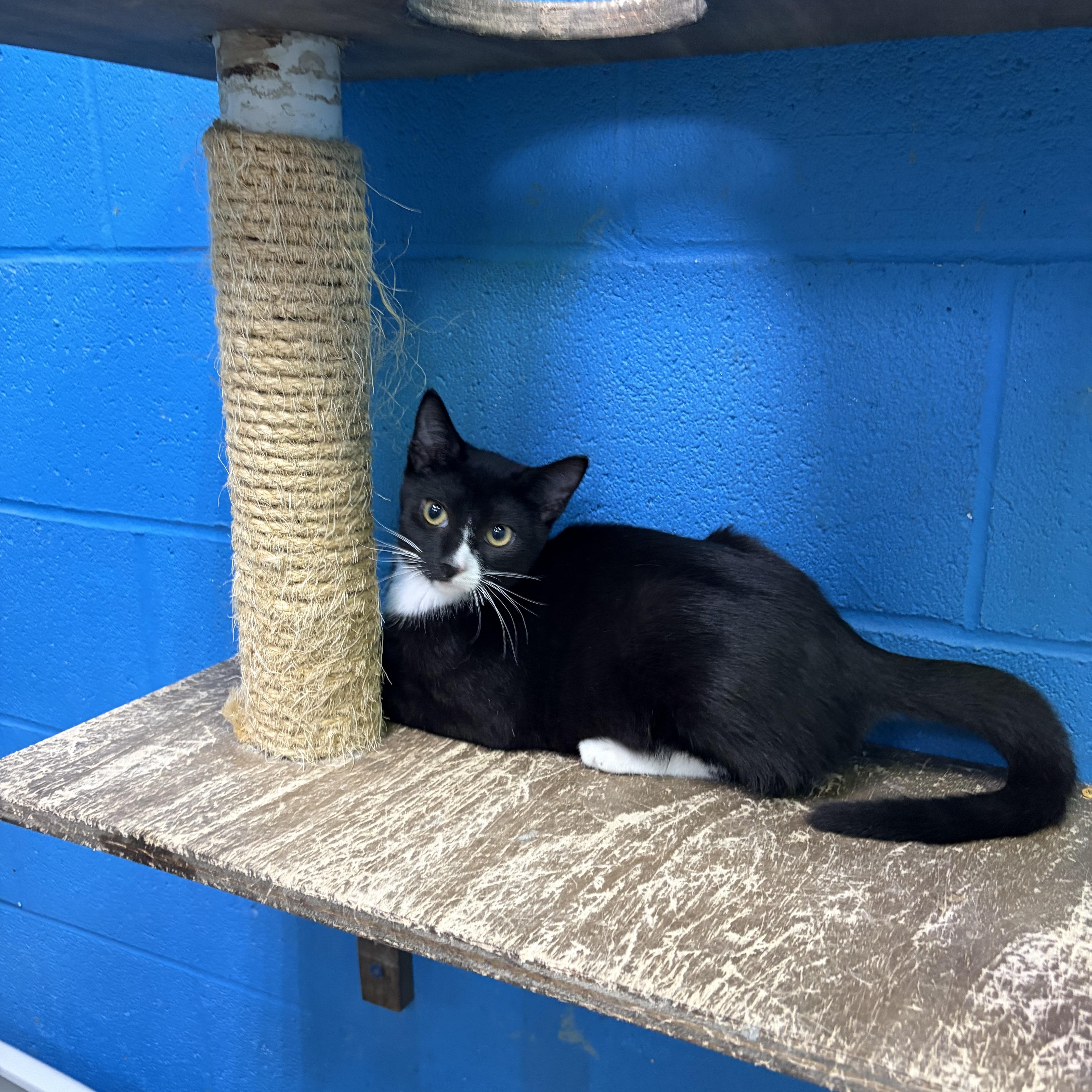 Buzz, Adoptable, Young Male Domestic Short Hair.