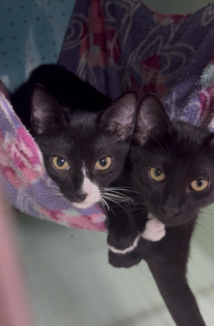 Enlarge Buzz, a Adoptable Domestic Short Hair in Jefferson, LA image 2/2
