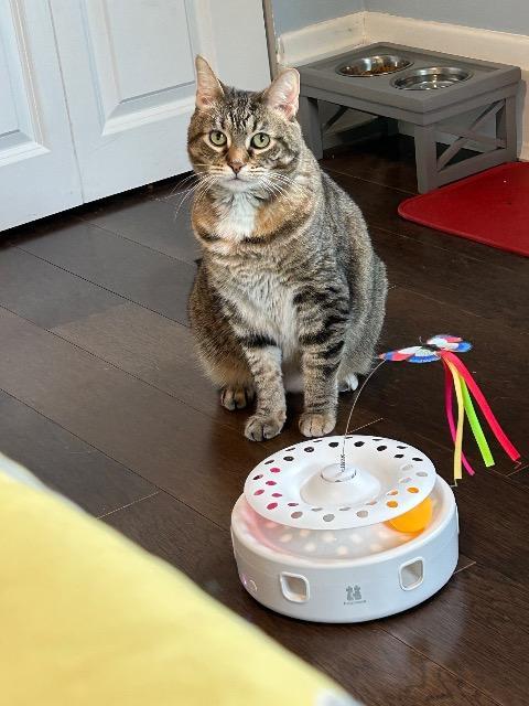 Genealogy, Adoptable, Adult Female Domestic Short Hair.