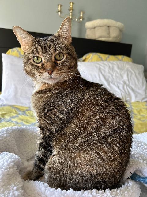 Enlarge Genealogy, a Adoptable mixed breed in Cincinnati, OH image 2/6