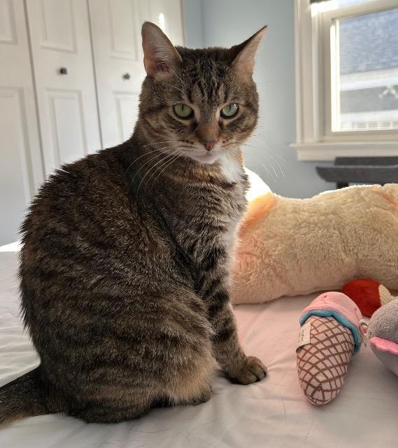 Enlarge Genealogy, a Adoptable mixed breed in Cincinnati, OH image 5/6