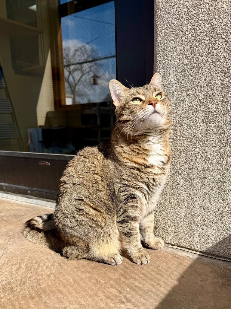 Enlarge Genealogy, a Adoptable mixed breed in Cincinnati, OH image 6/6