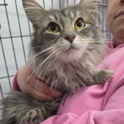 Enlarge Tutu, a ADOPTABLE Domestic Long Hair in Louisville, OH image 3/3