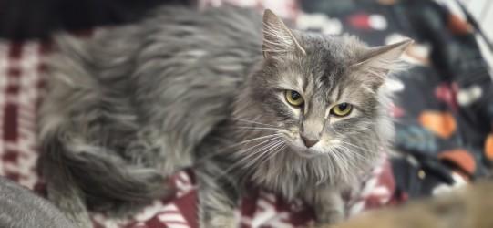 Enlarge Tutu, a ADOPTABLE Domestic Long Hair in Louisville, OH image 2/3