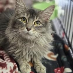 Enlarge Tutu, a ADOPTABLE Domestic Long Hair in Louisville, OH image 1/3
