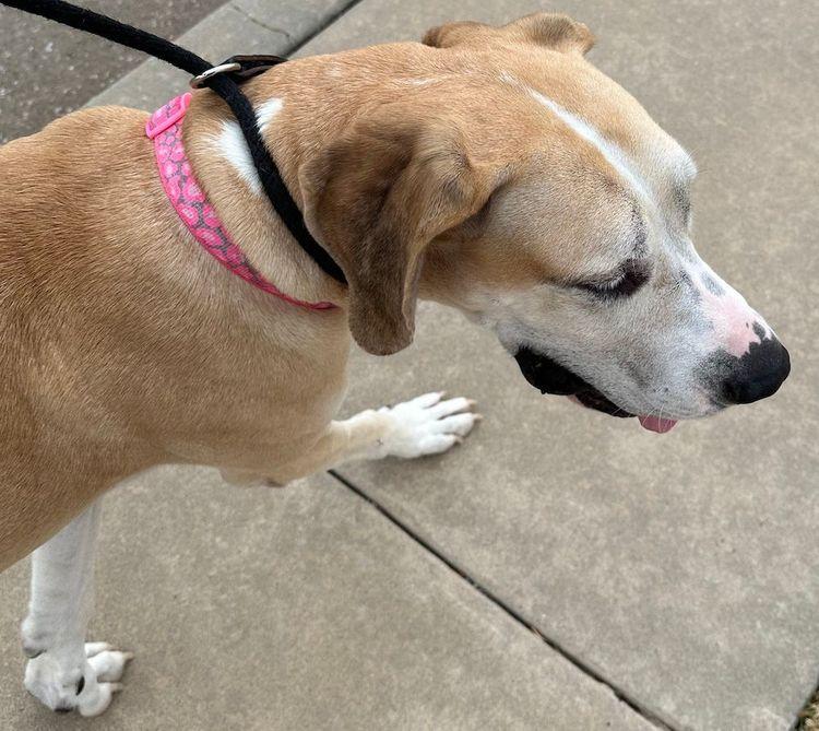 Enlarge Zeva, a ADOPTABLE Great Dane in Larkspur, CO image 4/4