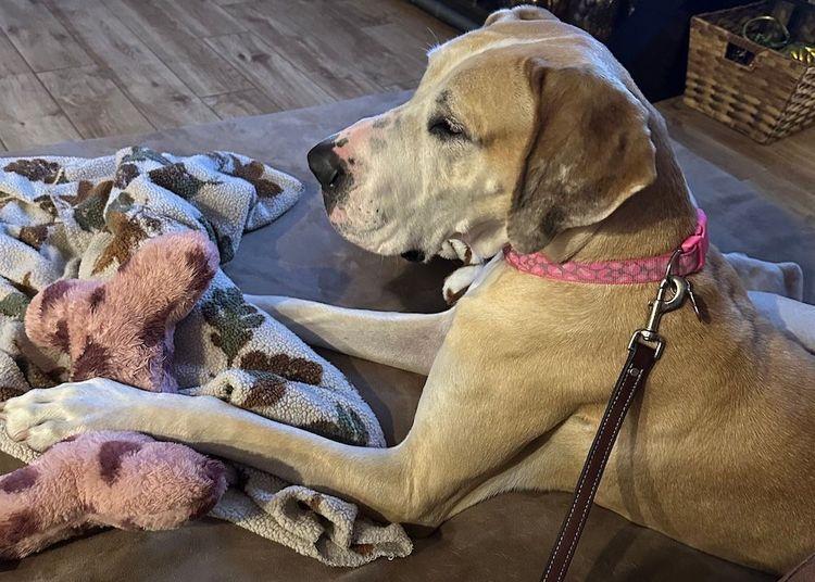 Enlarge Zeva, a ADOPTABLE Great Dane in Larkspur, CO image 3/4