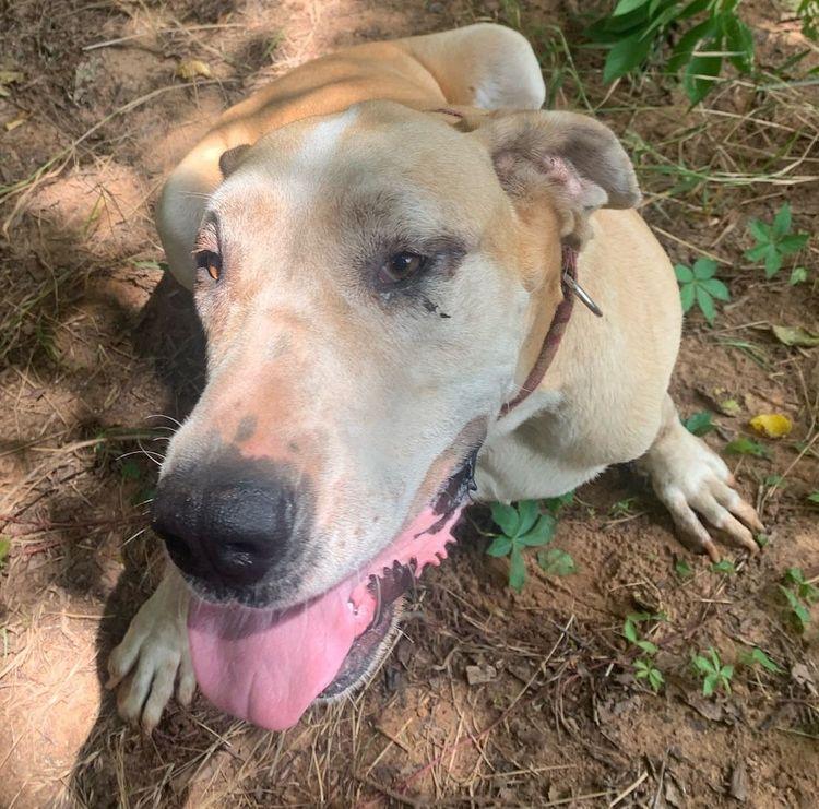 Enlarge Zeva, a ADOPTABLE Great Dane in Larkspur, CO image 2/4