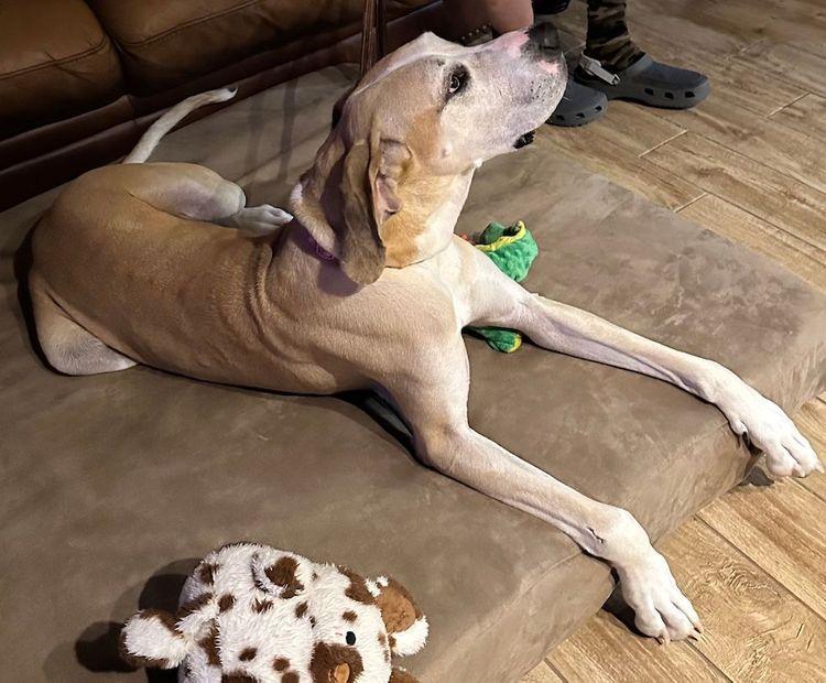 Enlarge Zeva, a ADOPTABLE Great Dane in Larkspur, CO image 1/4