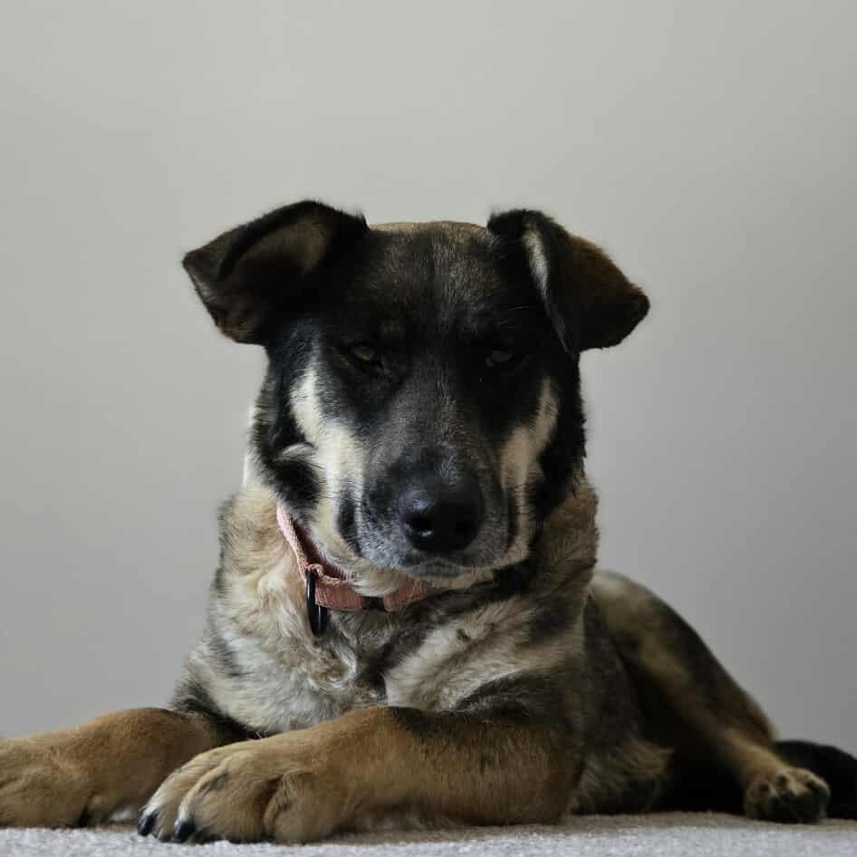Maysie photo 4