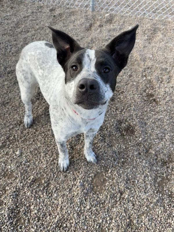 Yeti, Adoptable, Young Female Mixed Breed.