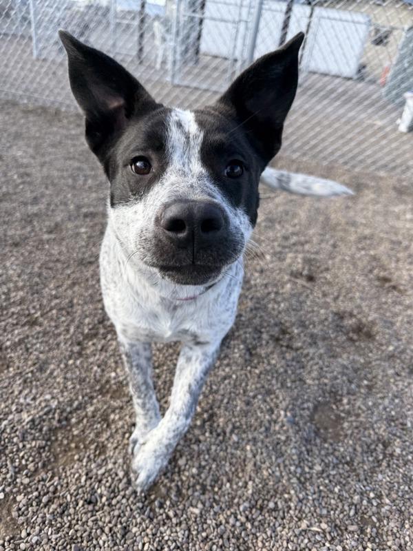 Enlarge Yeti, a Adoptable mixed breed in Great Falls, MT image 3/6