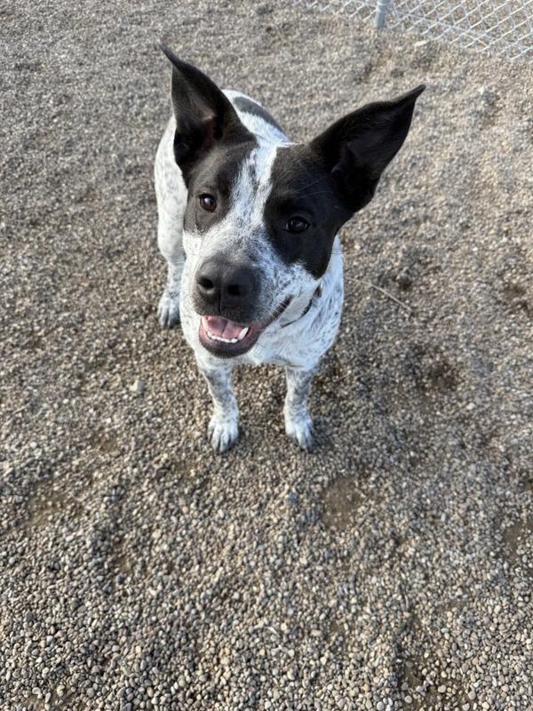Enlarge Yeti, a Adoptable mixed breed in Great Falls, MT image 4/6