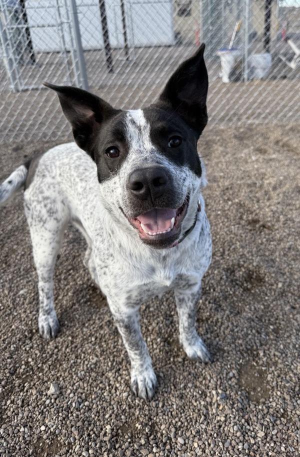 Enlarge Yeti, a Adoptable mixed breed in Great Falls, MT image 5/6