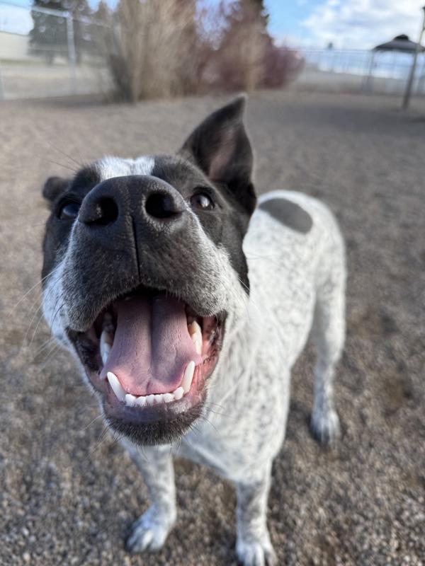 Enlarge Yeti, a Adoptable mixed breed in Great Falls, MT image 6/6
