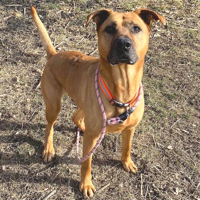 Dixie, Adoptable, Senior Female Mixed Breed.