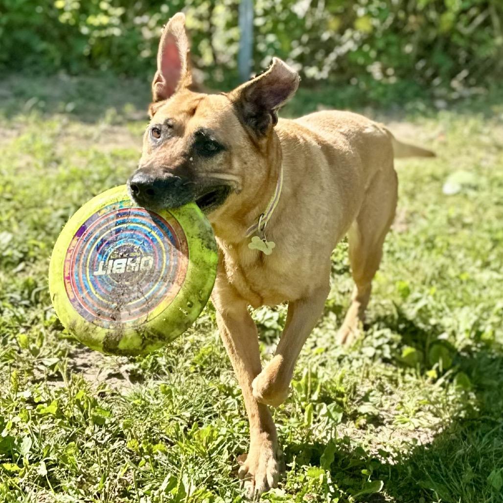 Dixie, a Adoptable Mixed Breed in Warrensburg, MO image 2/6
