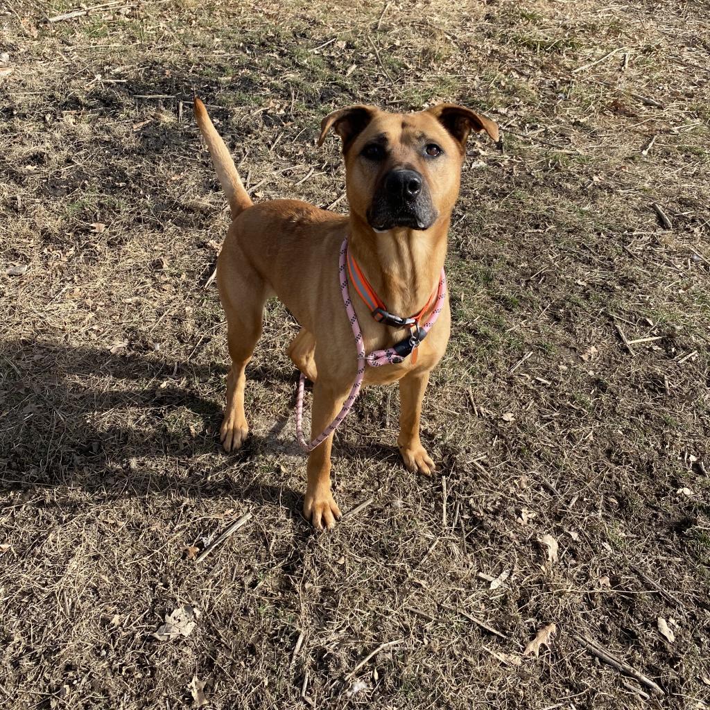 Enlarge Dixie, a Adoptable Mixed Breed in Warrensburg, MO image 1/2