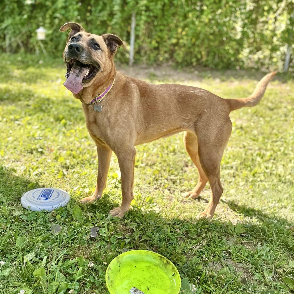 Dixie, a Adoptable Mixed Breed in Warrensburg, MO image 3/6