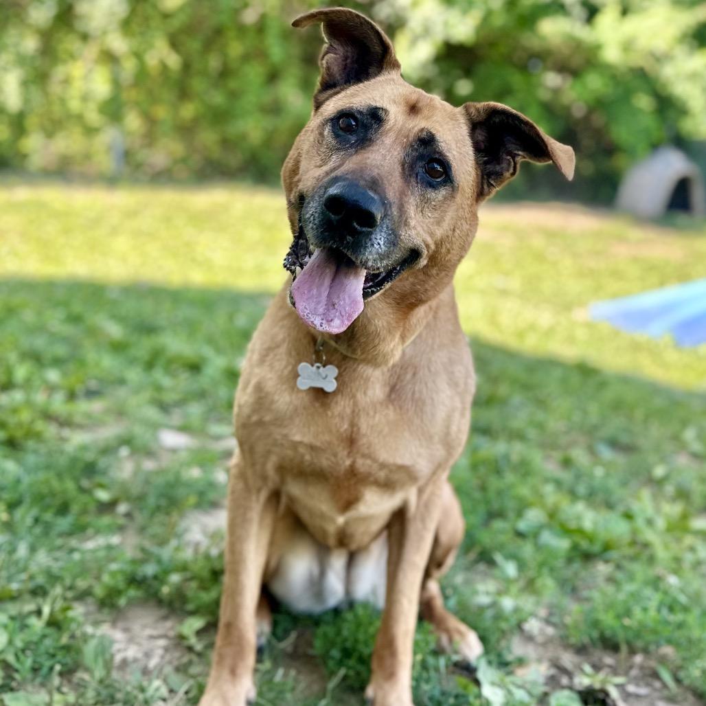 Dixie, a Adoptable Mixed Breed in Warrensburg, MO image 4/6
