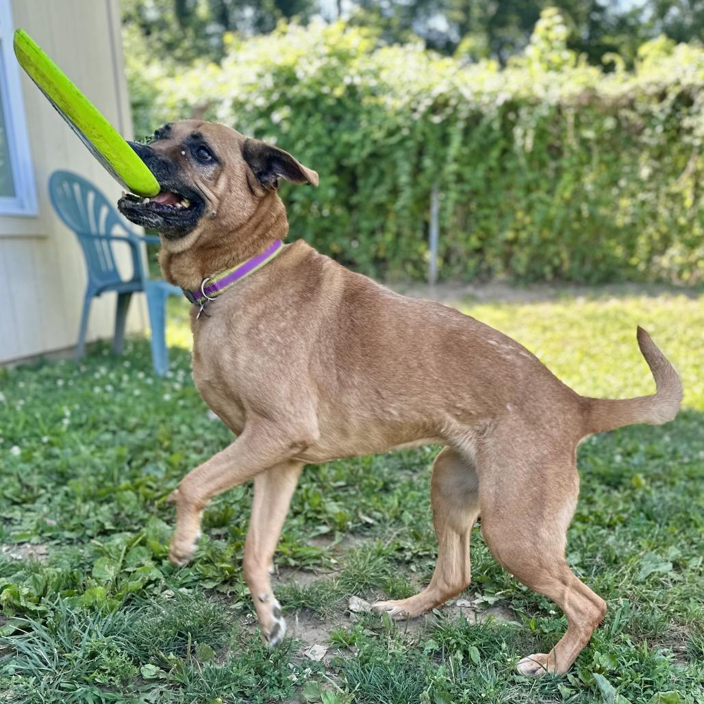Dixie, a Adoptable Mixed Breed in Warrensburg, MO image 5/6