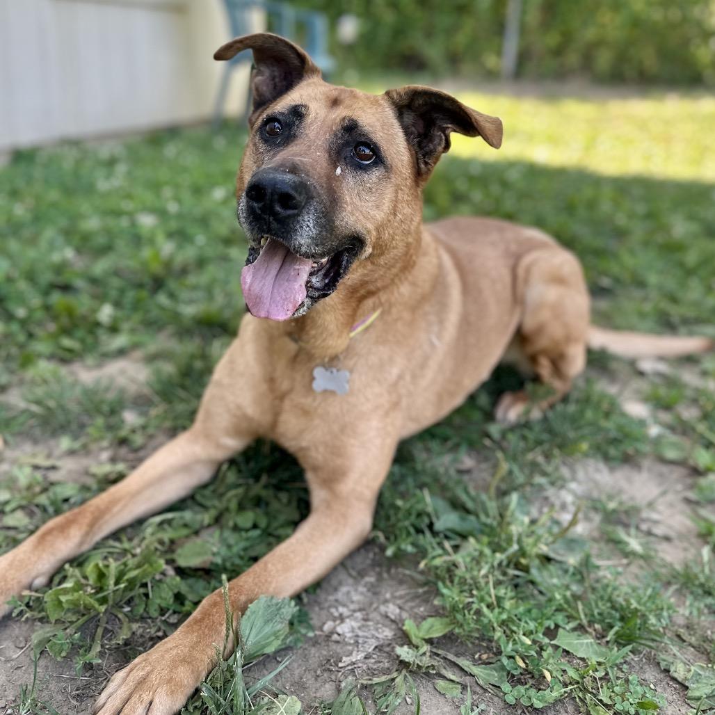 Dixie, a Adoptable Mixed Breed in Warrensburg, MO image 6/6