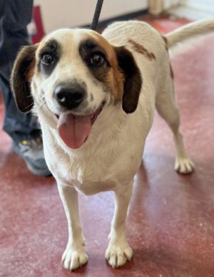 Chance, Adoptable, Puppy Male Terrier.