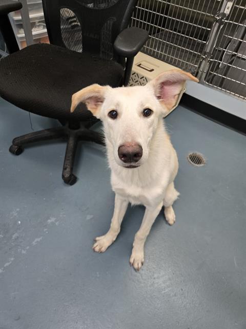 Enlarge PENNY, a Adoptable mixed breed in London, ON image 1/1