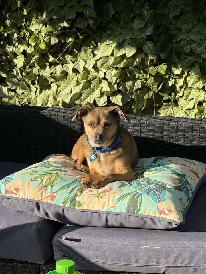 ChiChi Junior, a Adopted mixed breed in San Francisco, CA image 1/3