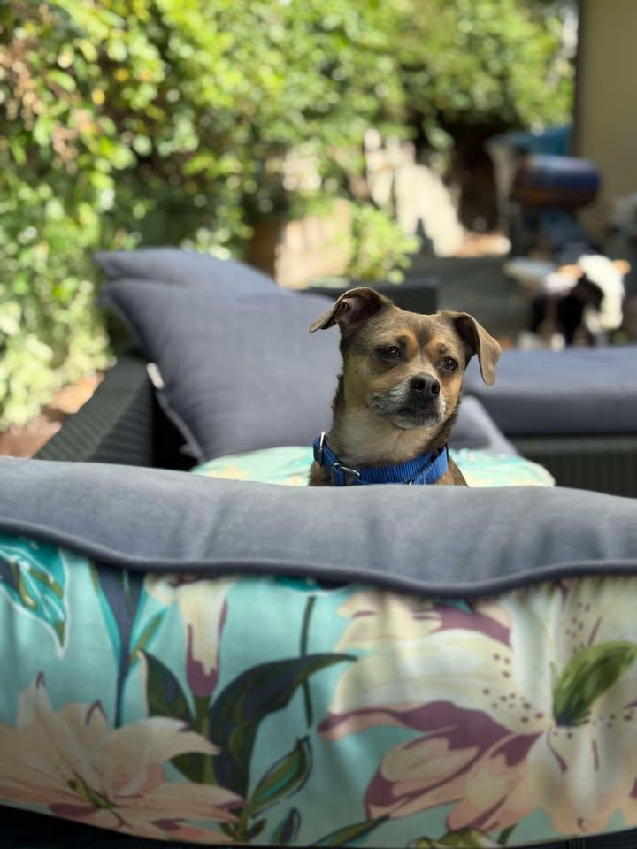 ChiChi Junior, a Adopted mixed breed in San Francisco, CA image 2/3