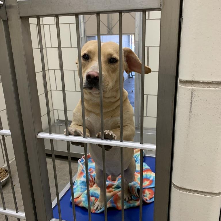 Meatloaf, Adoptable, Young Male Dachshund & None.