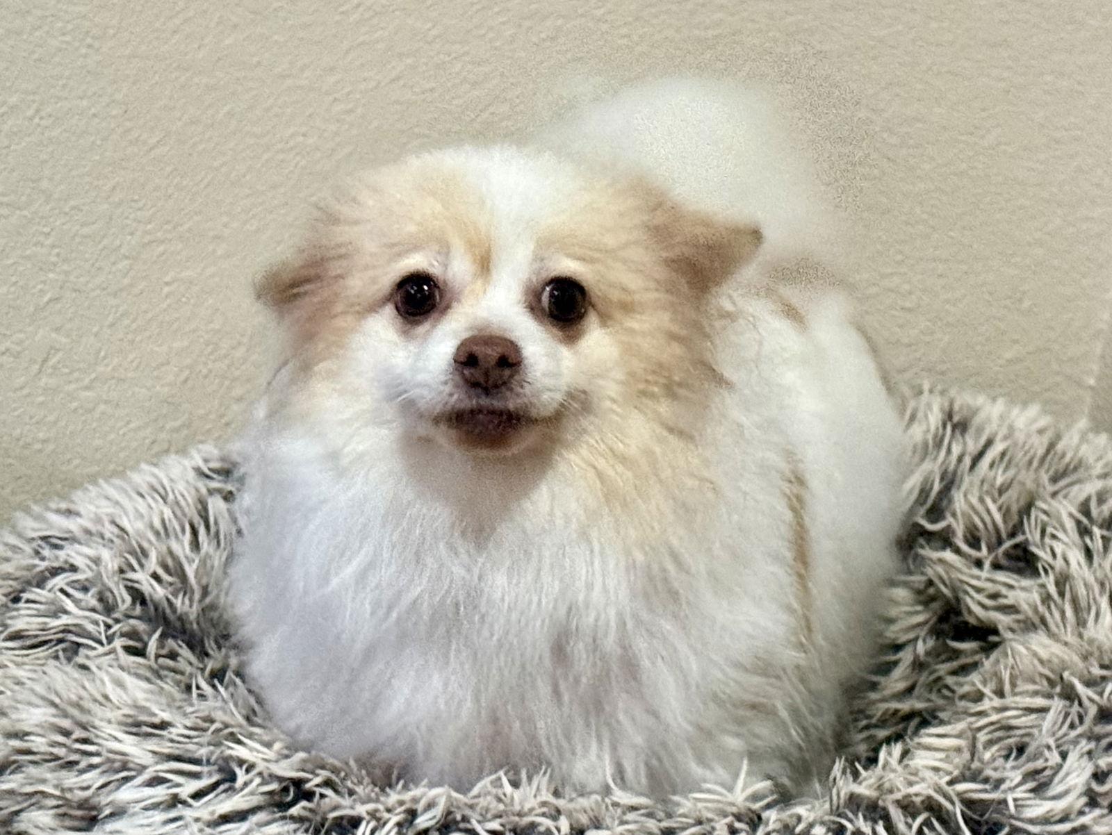 Pebbles, Adoptable, Adult Female Pomeranian.