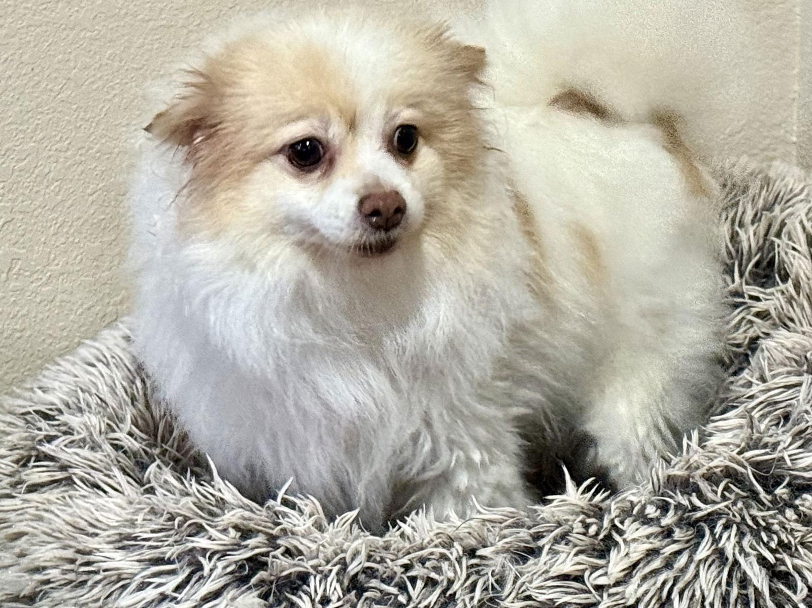 Pebbles, a Adoptable Pomeranian in Brandon, SD image 2/3