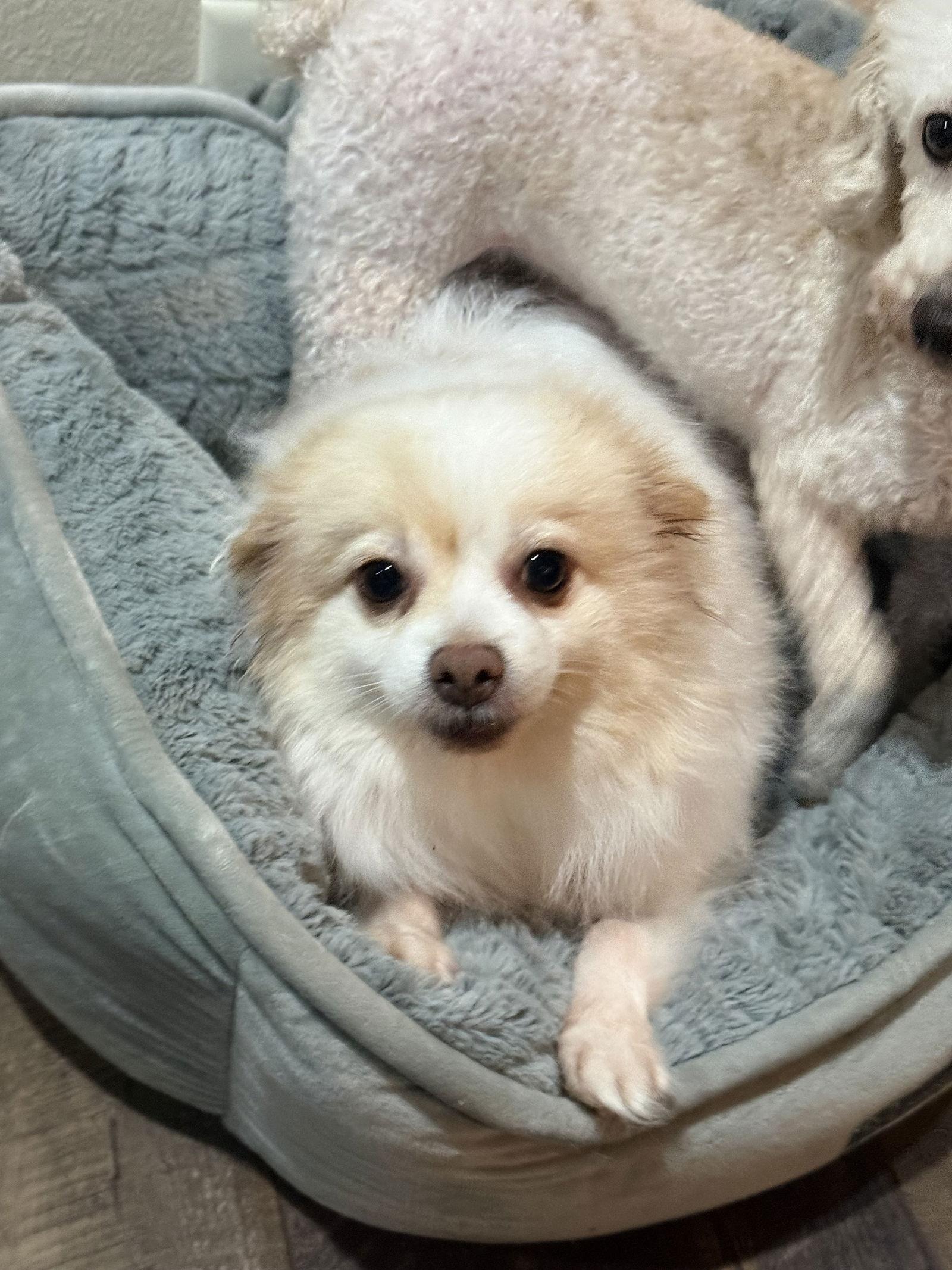 Pebbles, a Adoptable Pomeranian in Brandon, SD image 3/3