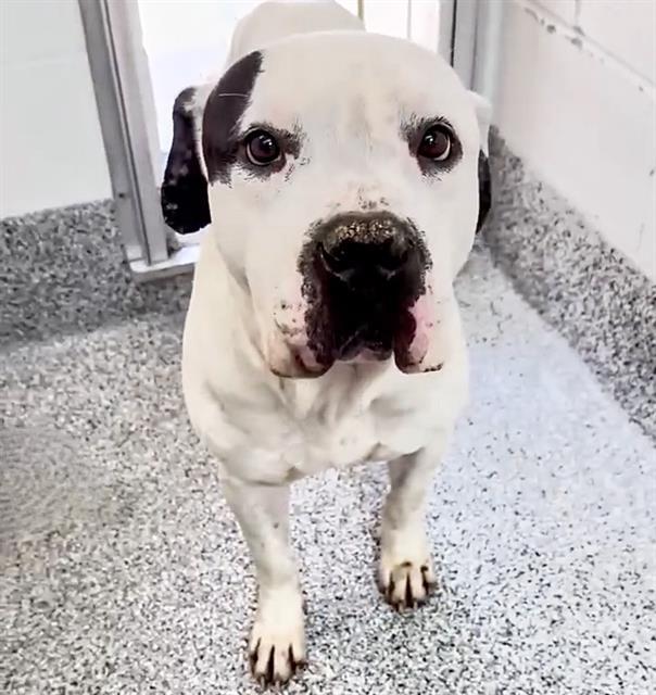 KANE — thumbnail 2