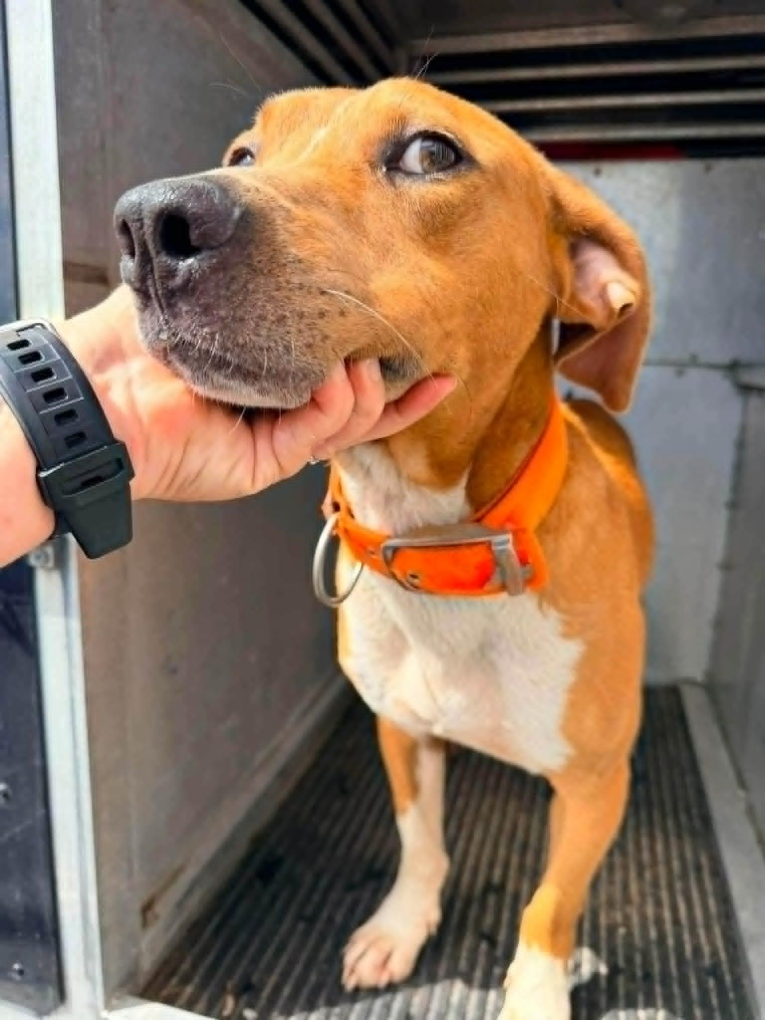 Enlarge Auggie, a Adopted mixed breed in Franklin, VA image 2/3